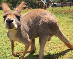 The kangaroos at the sanctuary were quite friendly! As long as you had food to offer them, anyway.