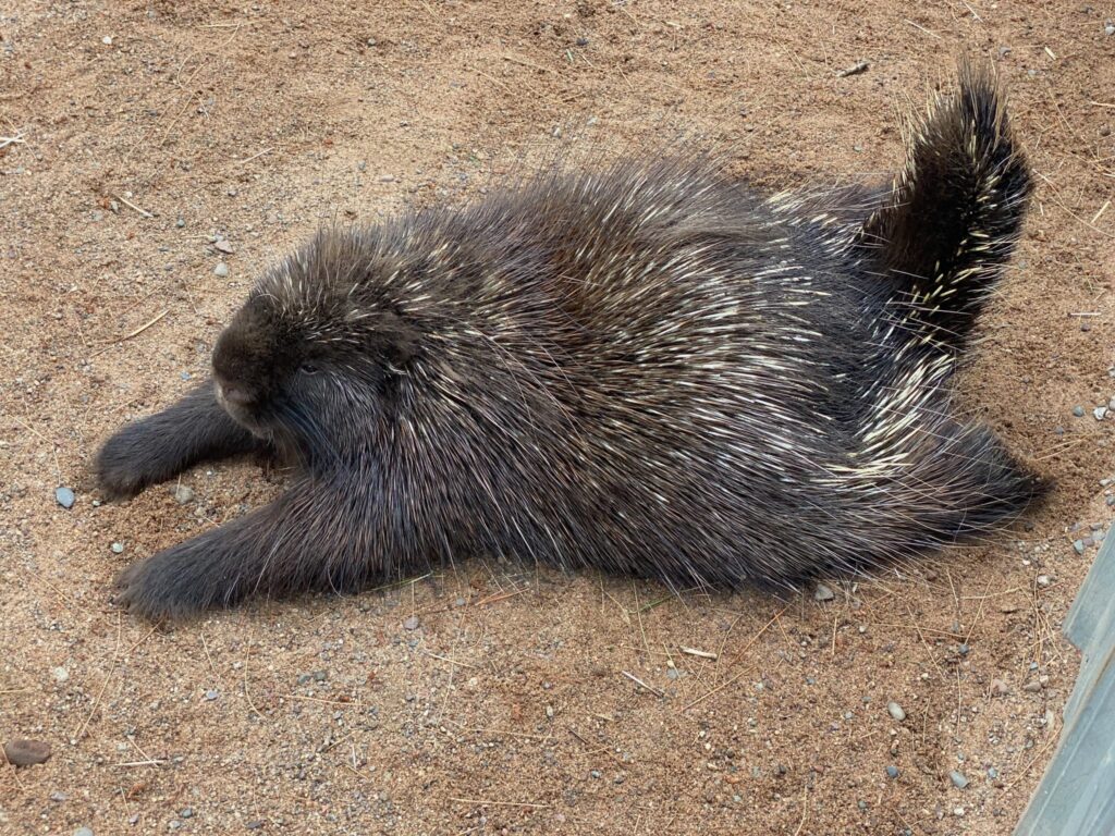 A porcupine laying down and stretching it's arms

