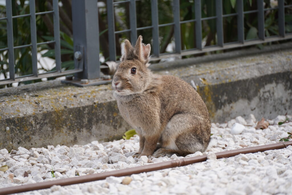 A brown rabbit sitting on gravel near a metal gate with plants visible in the background.