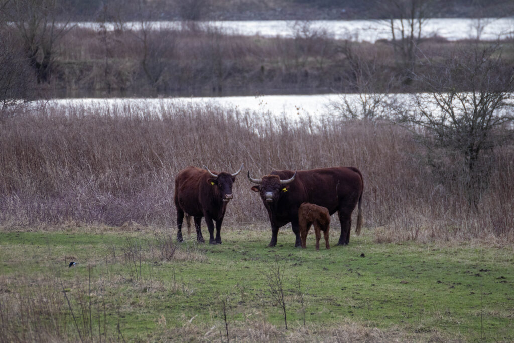Brown longhaired cows with a calf in pasture with a river in the background