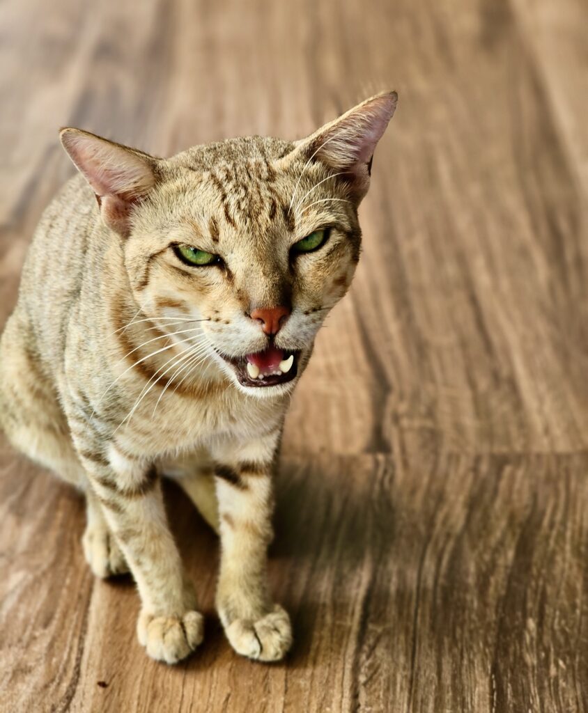 A close-up of a tabby cat with green eyes, slightly open mouth showing teeth, standing on a wooden floor.