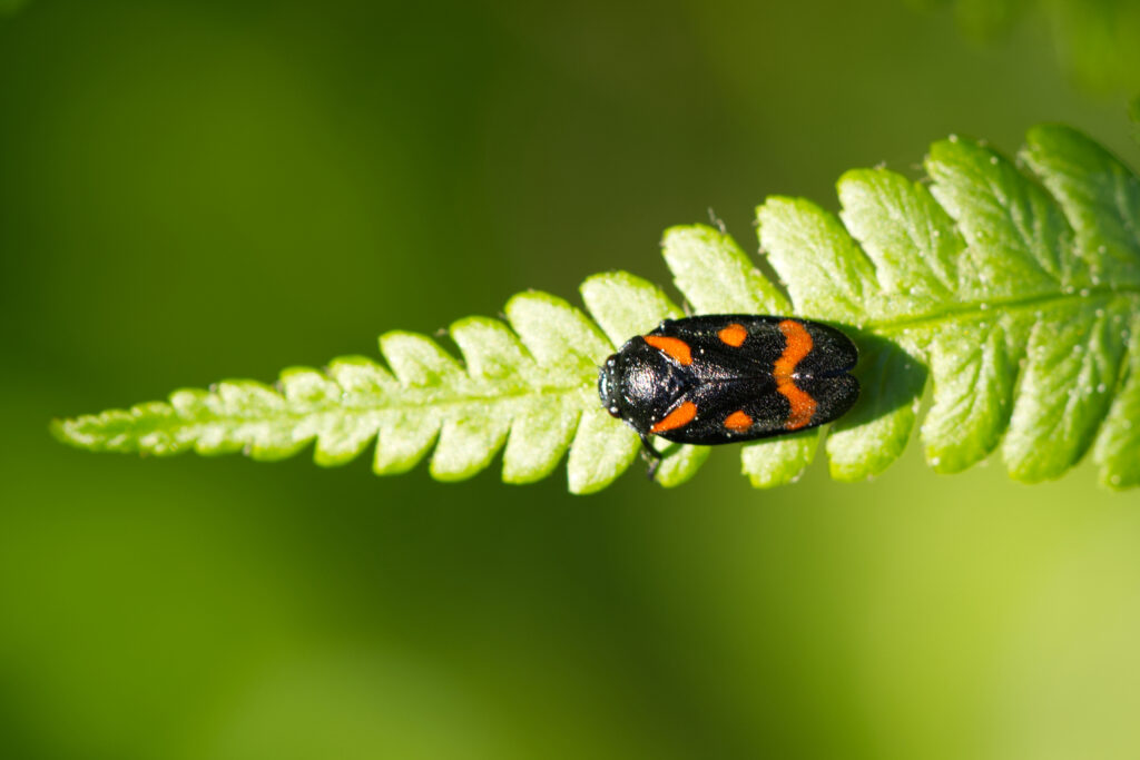 A black-orange bug (Cercopis vulnerata, en: Black-and-red Froghopper, dt: Blutzikade) on the tip of a green fern frond