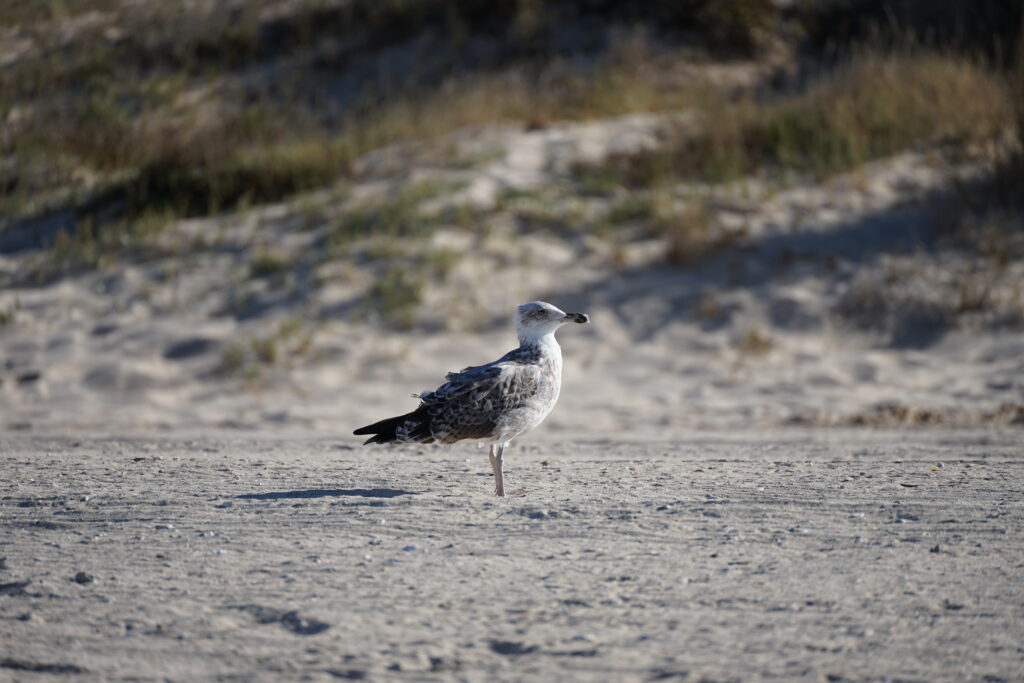 A seagull standing alone on a sandy beach.