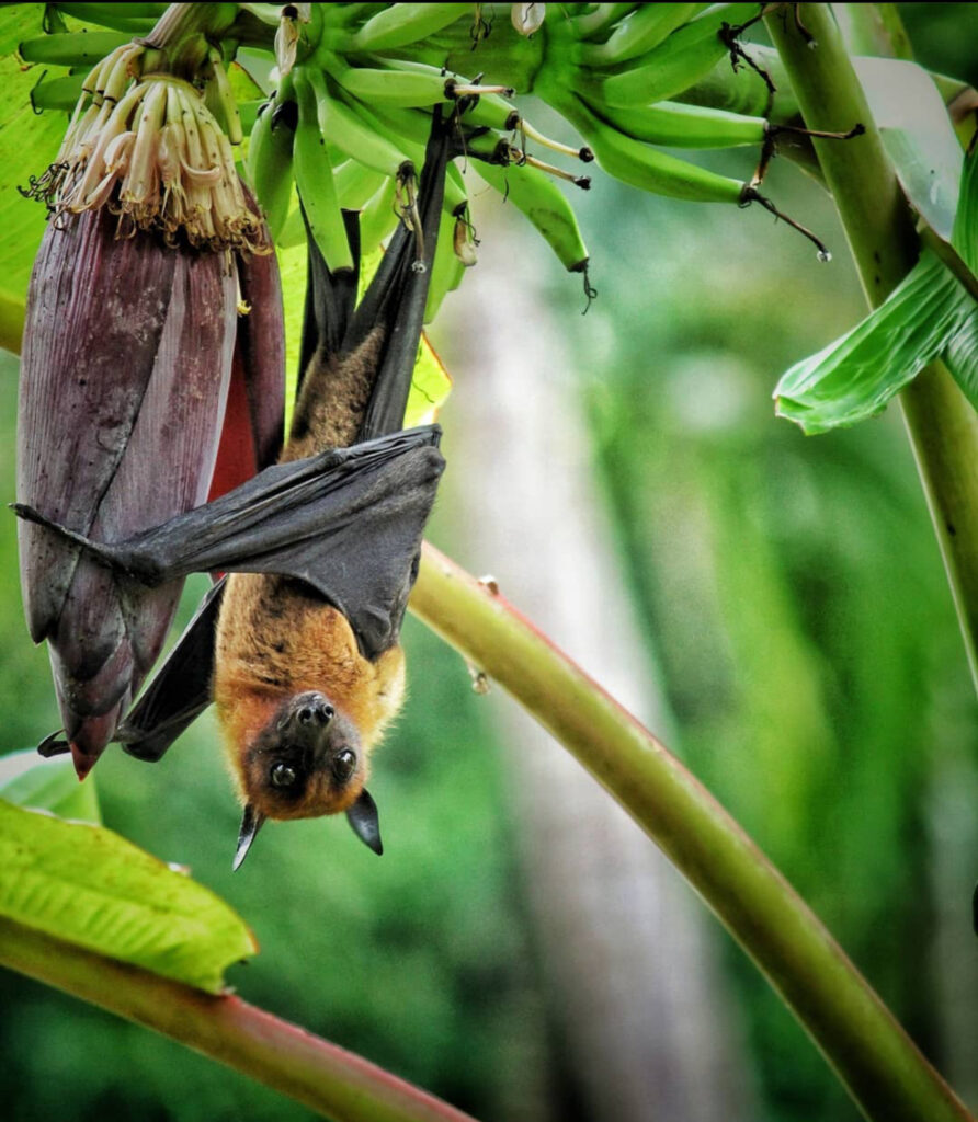 A bat clinging to a banana tree branch while sipping honey from a flower.