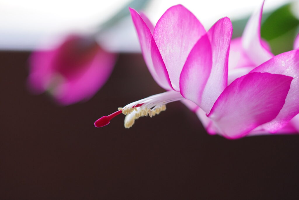 Close-up of a Christmas cactus (Schlumbergera) flower. Pink petals, red pistil against a dark background.